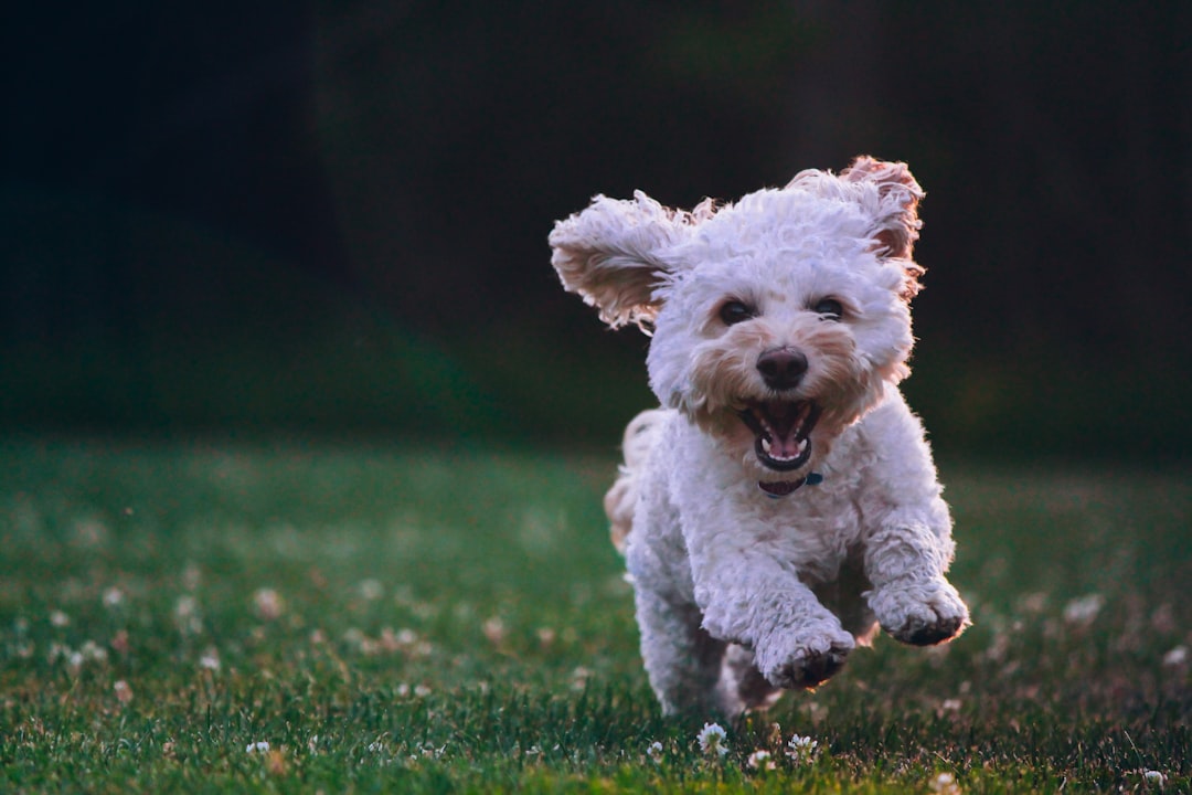 Do Airlines Check If a Dog Can Stand Up in a Carrier?
