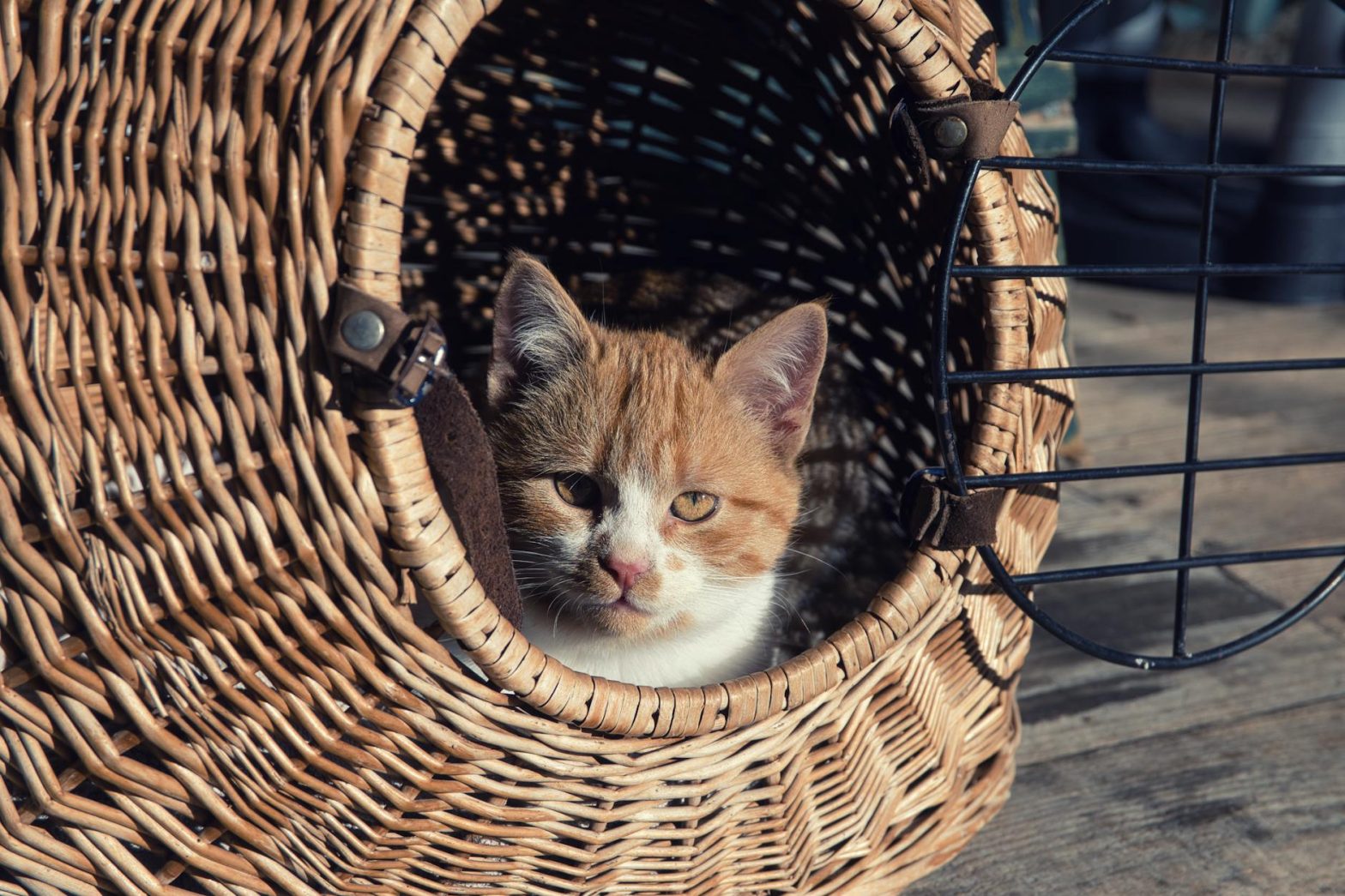 Best Cat Carriers for Anxious Cats