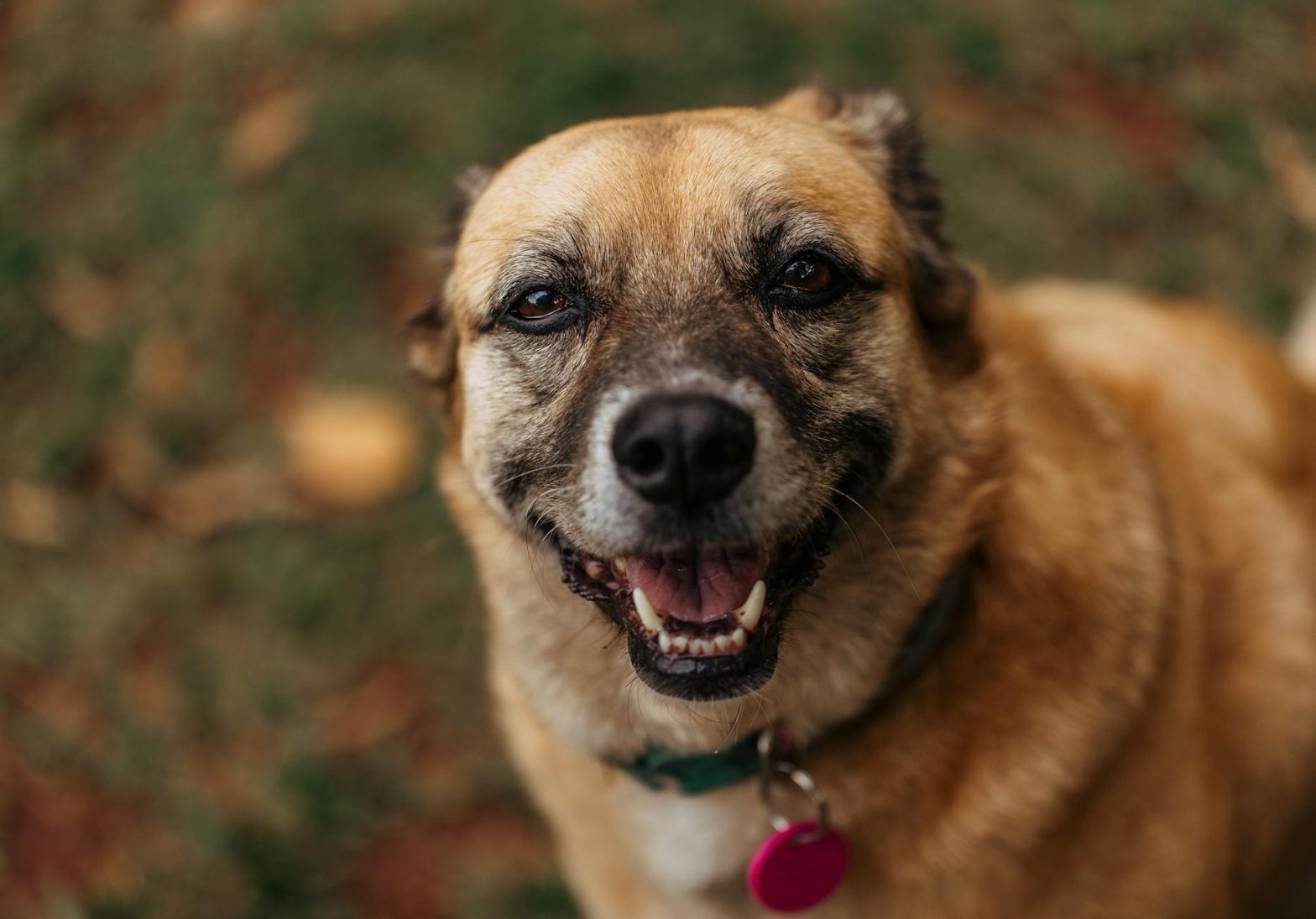 Best Dog Collars for Reactive Dogs on Leash: Training & Safety