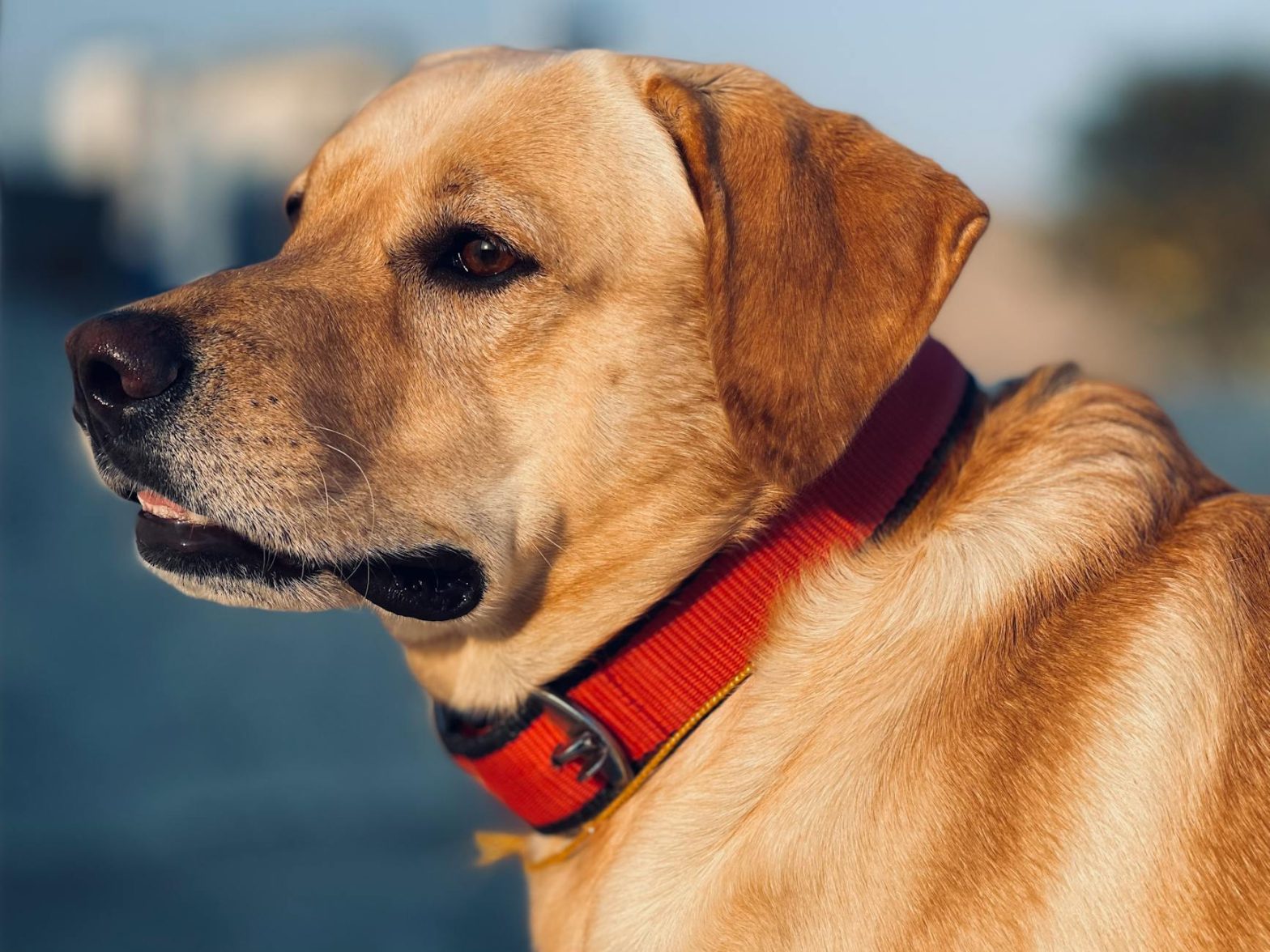Best Dog Collar for Large Breeds That Pull on the Lead: 2025 Safety Guide