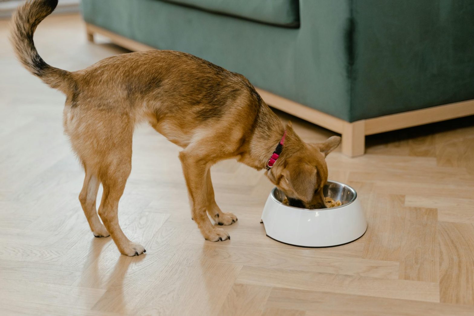 Best Dog Food for Golden Retrievers: Keeping Your Golden Healthy