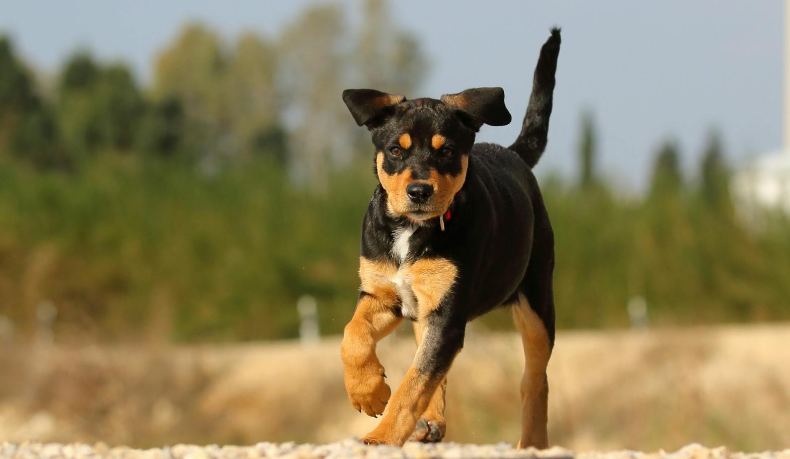 Best Dog GPS No Monthly Fee: Trackers That Keep Your Pup Safe