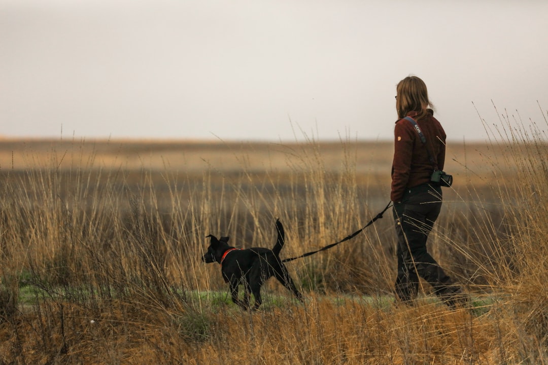 Best Dog Harnesses for Anxious Dogs