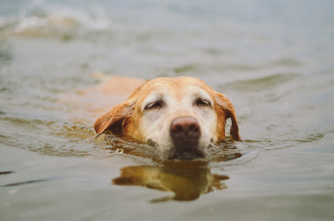 Best Dog Life Jackets: What to Look For, Tried and Tested
