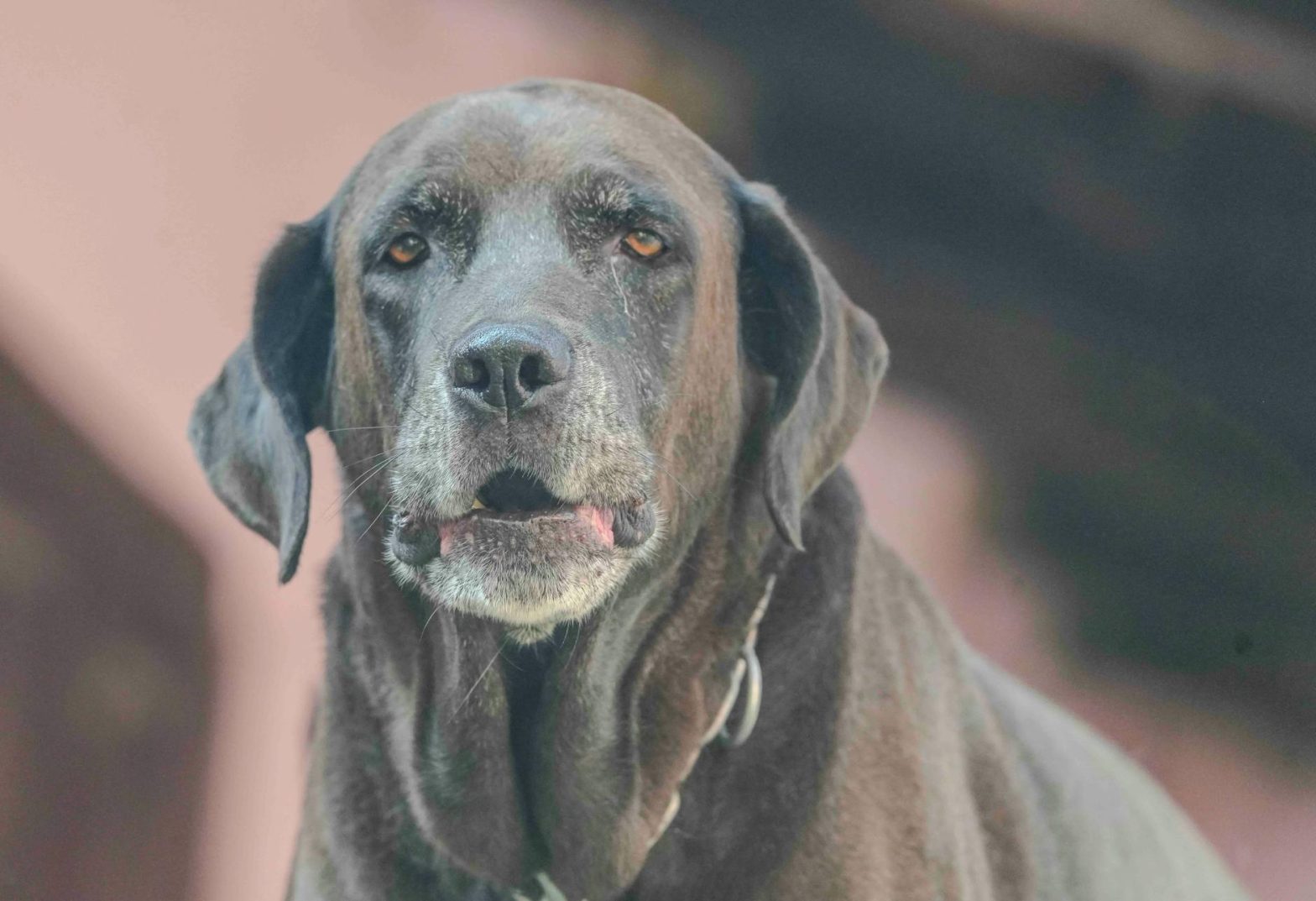 Best Dog Stairs for Senior Dogs: Safe, Low-Impact Options