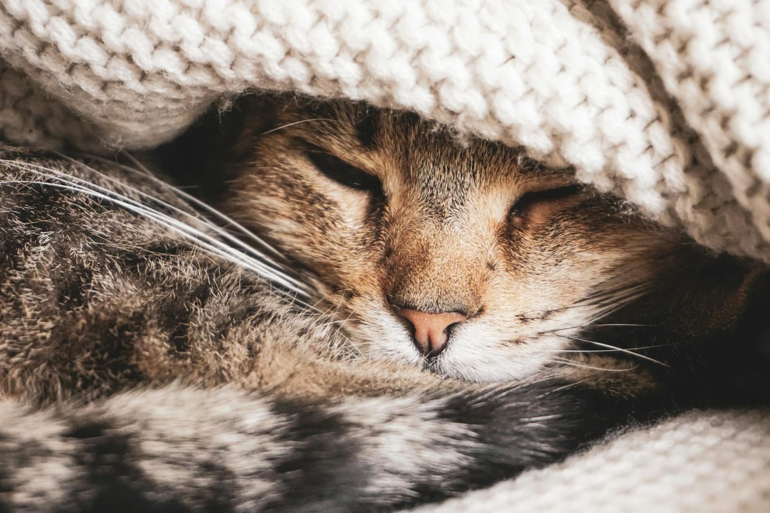 Best Heated Cat Beds for Older Cats: Warmth and Comfort