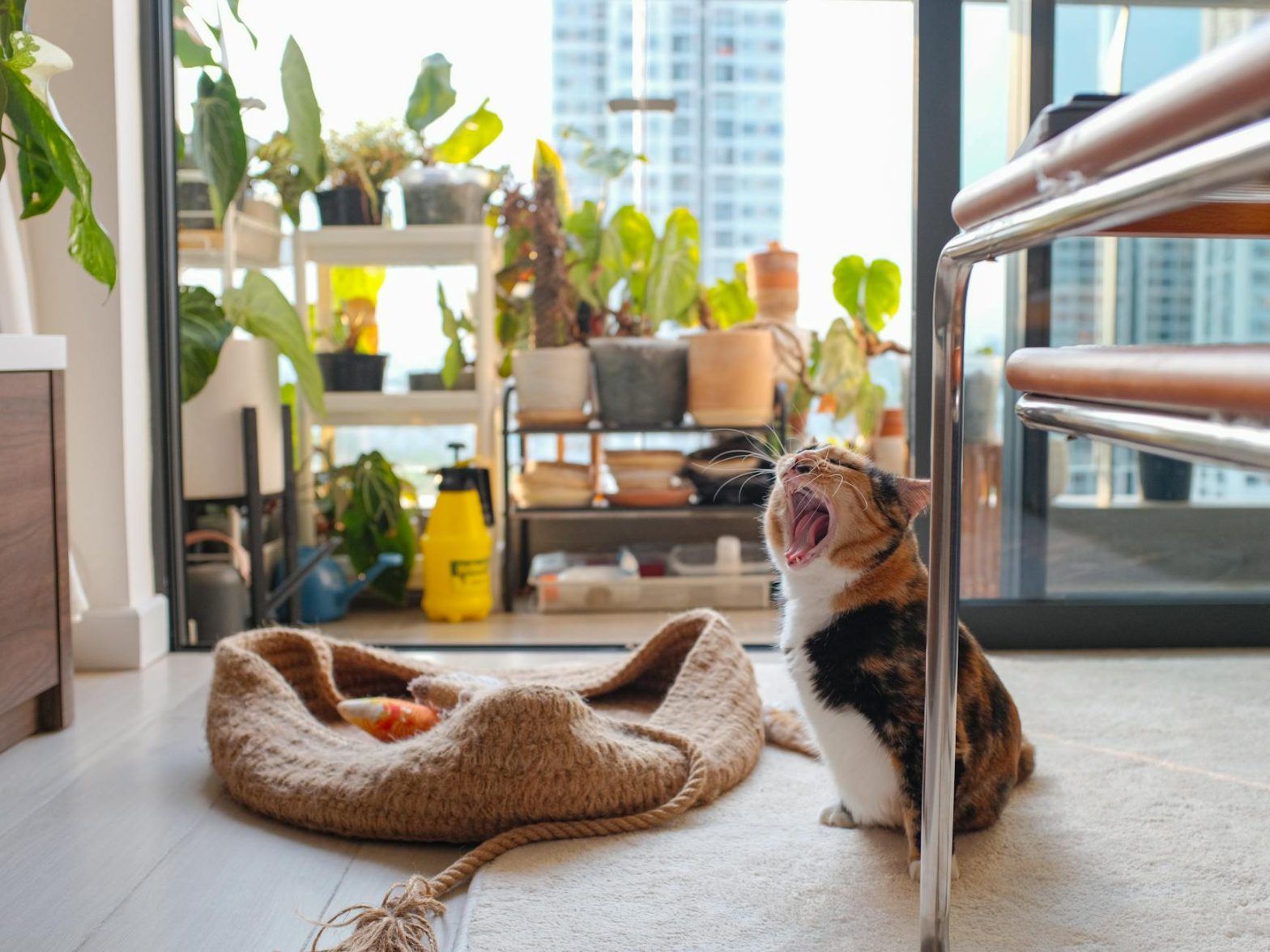 Best Litter Box for Multiple Cats: Solutions for Harmony