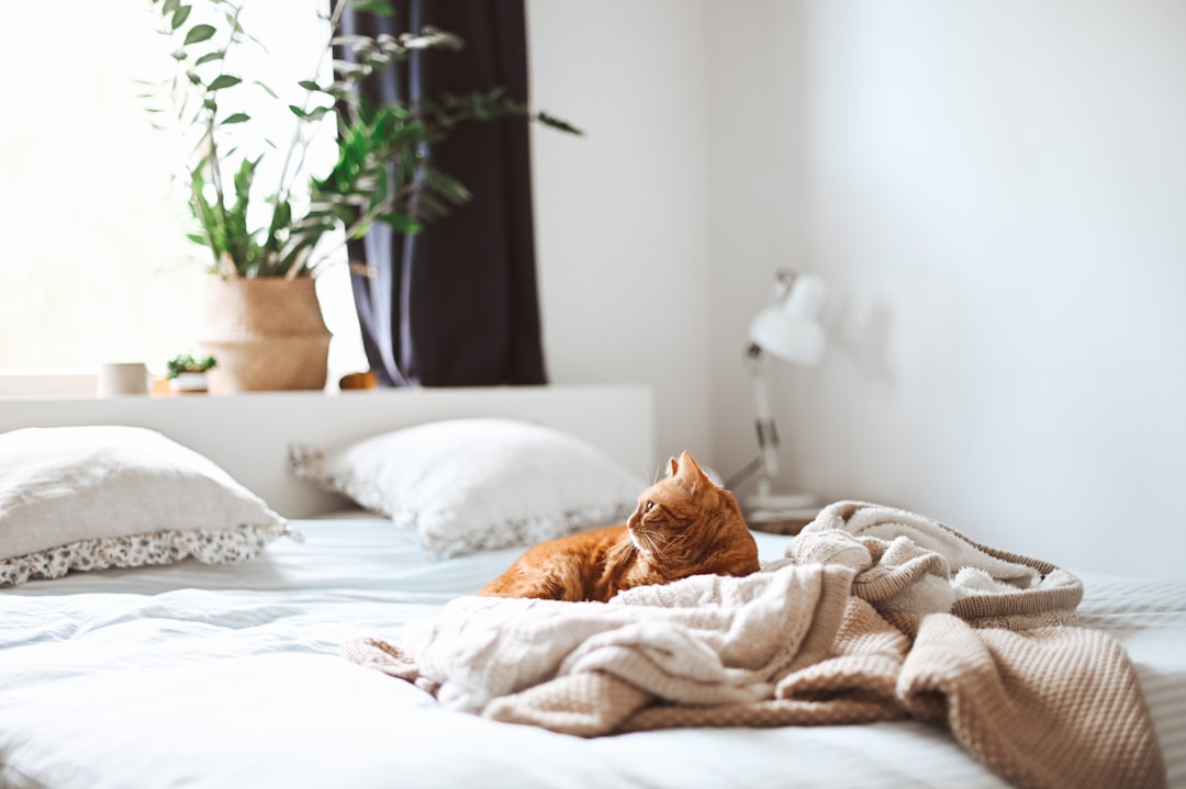 What is the Best Litter for Cats with UTIs? (Vet Approved)