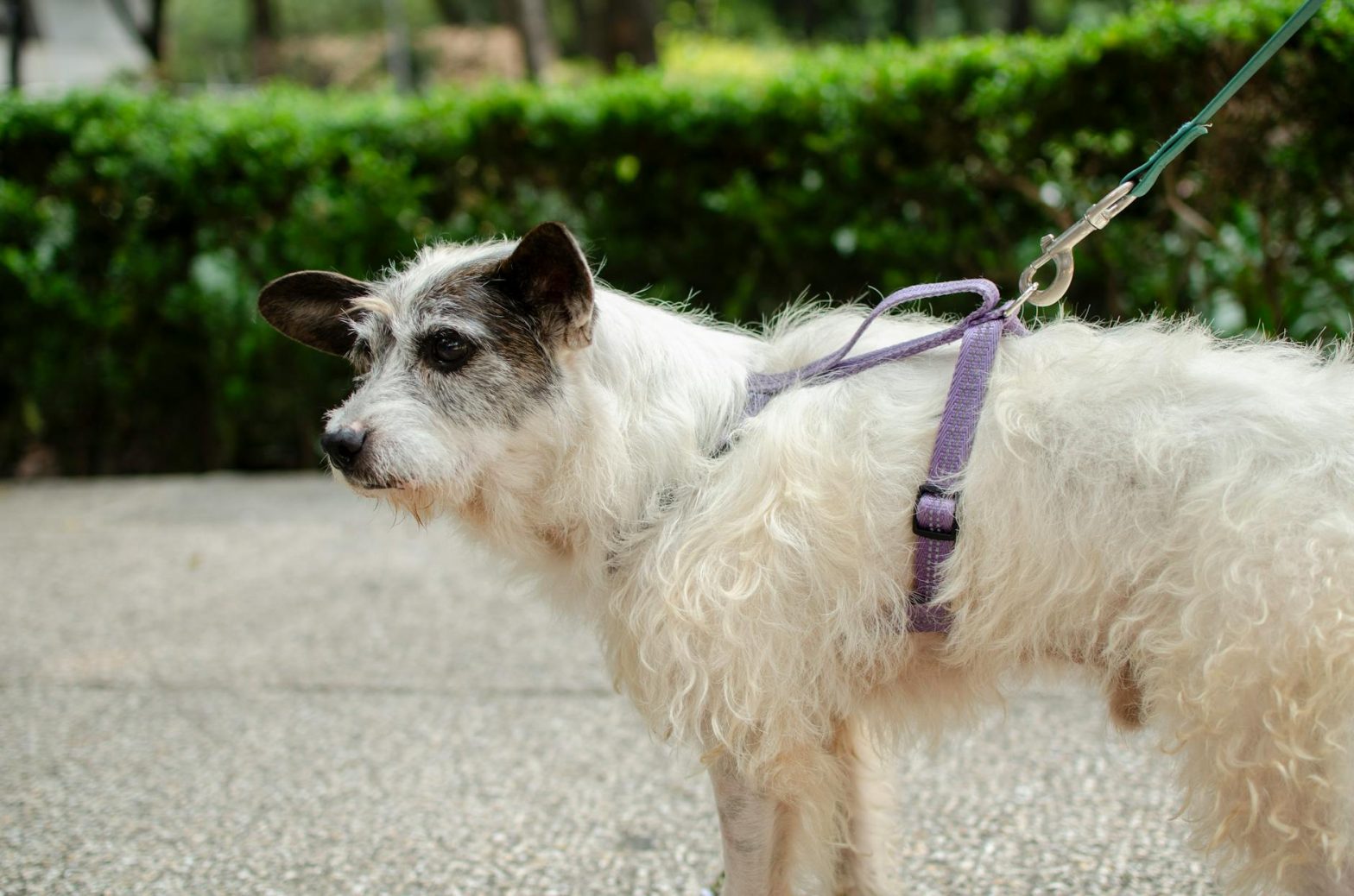 Best Mobility Harnesses for Senior Dogs: Support and Comfort