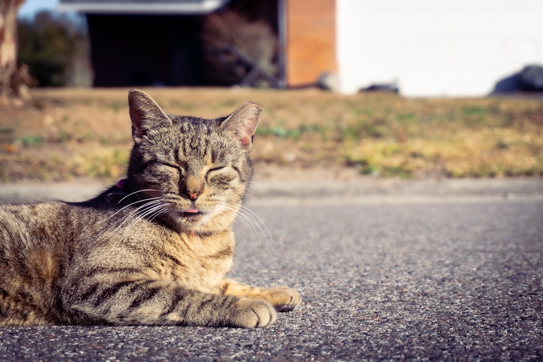 Which Cat GPS Tracker Has No Monthly Fee? Honest Review