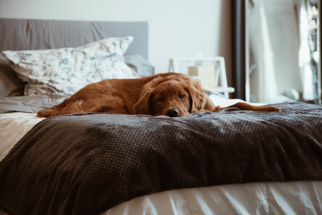 What to Use on My Dog Instead of a Cone? 2026 Options