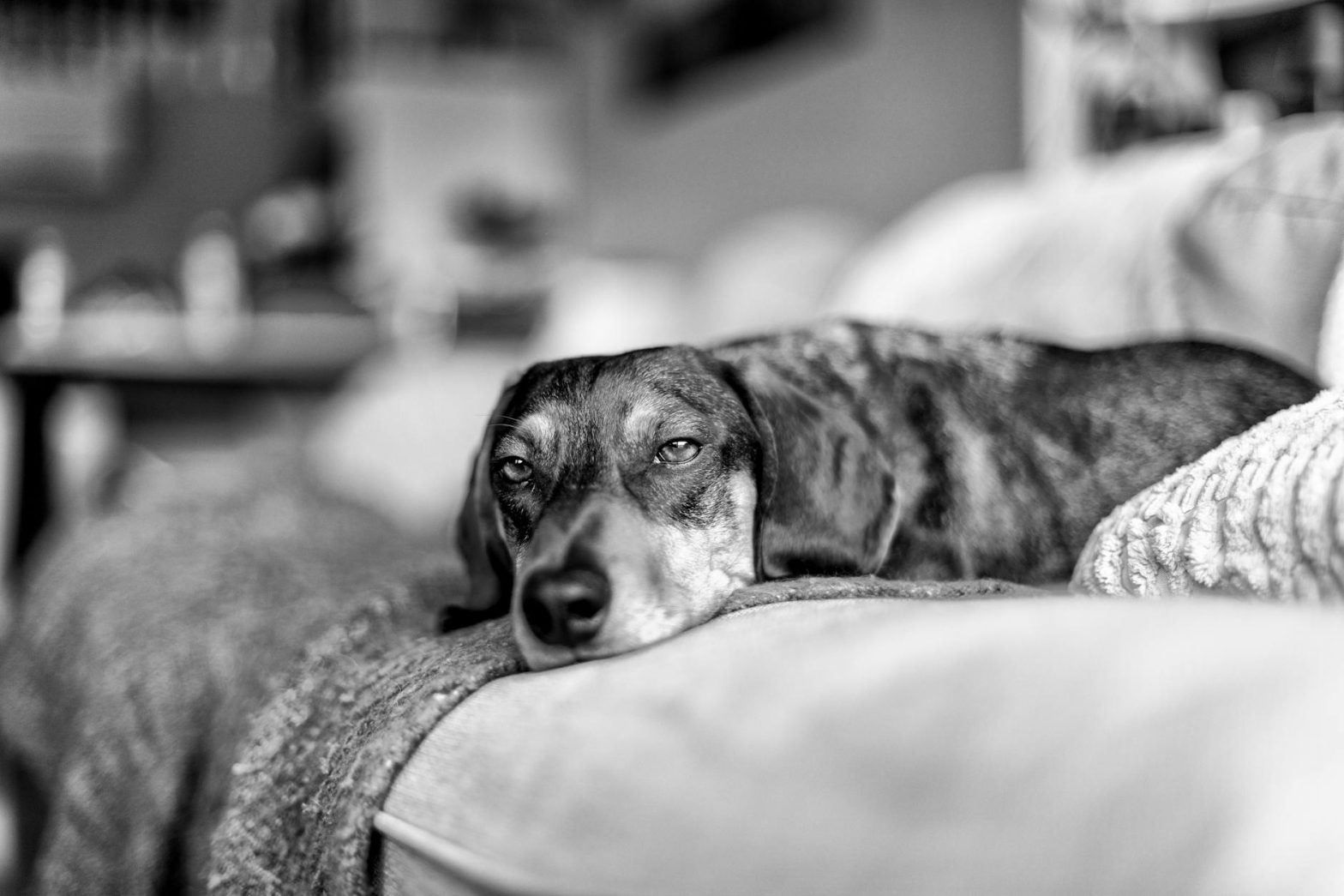 Dog Recovery Suits After Surgery: Best Alternatives to the Cone