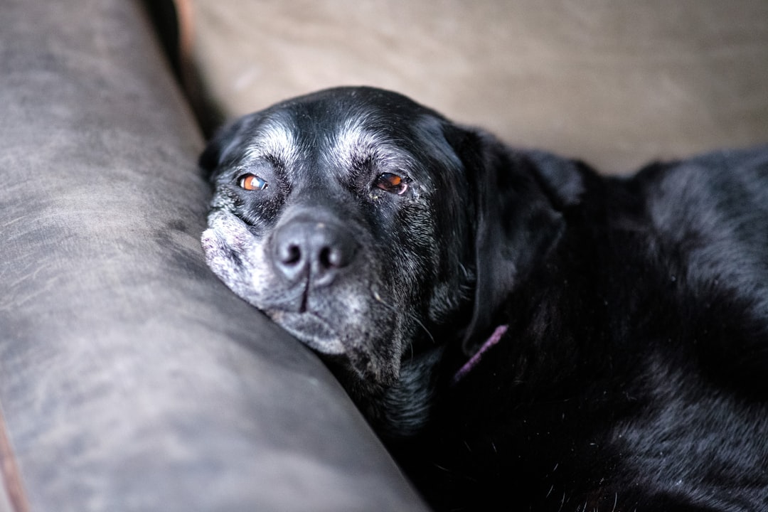Are Dog Stairs Good for Senior Dogs? Benefits & Safety
