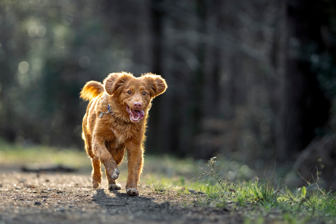 Is There a Dog Tracker Without a Fee? GPS Options Explored