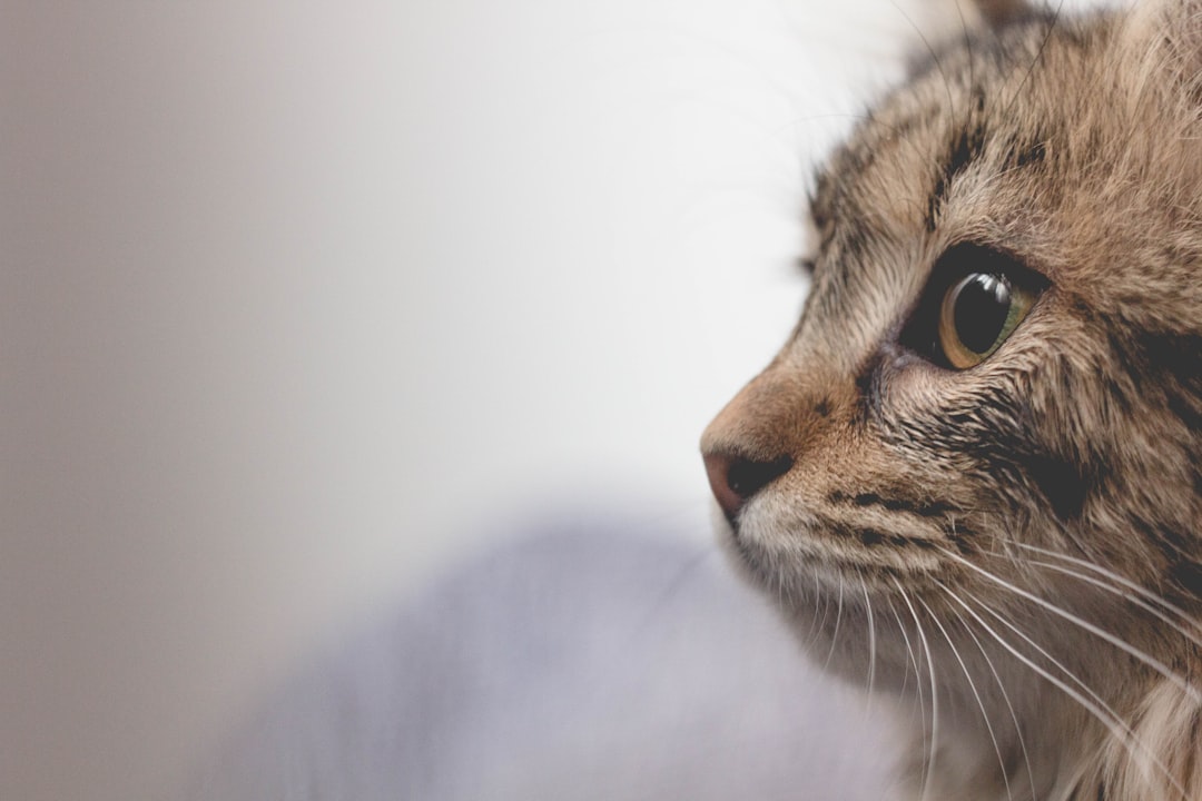 Is There a GPS Tracker for Cats Without a Monthly Fee?