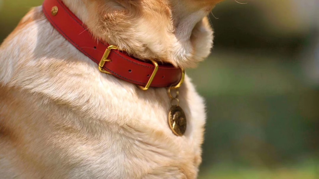 Halo Collar vs SpotOn: Which GPS Dog Fence Is Better?