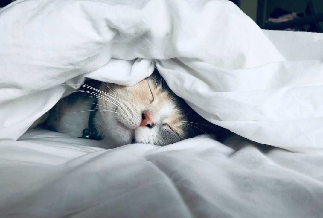 Can You Leave a Heated Cat Bed On All Night? Safety & Best Practices