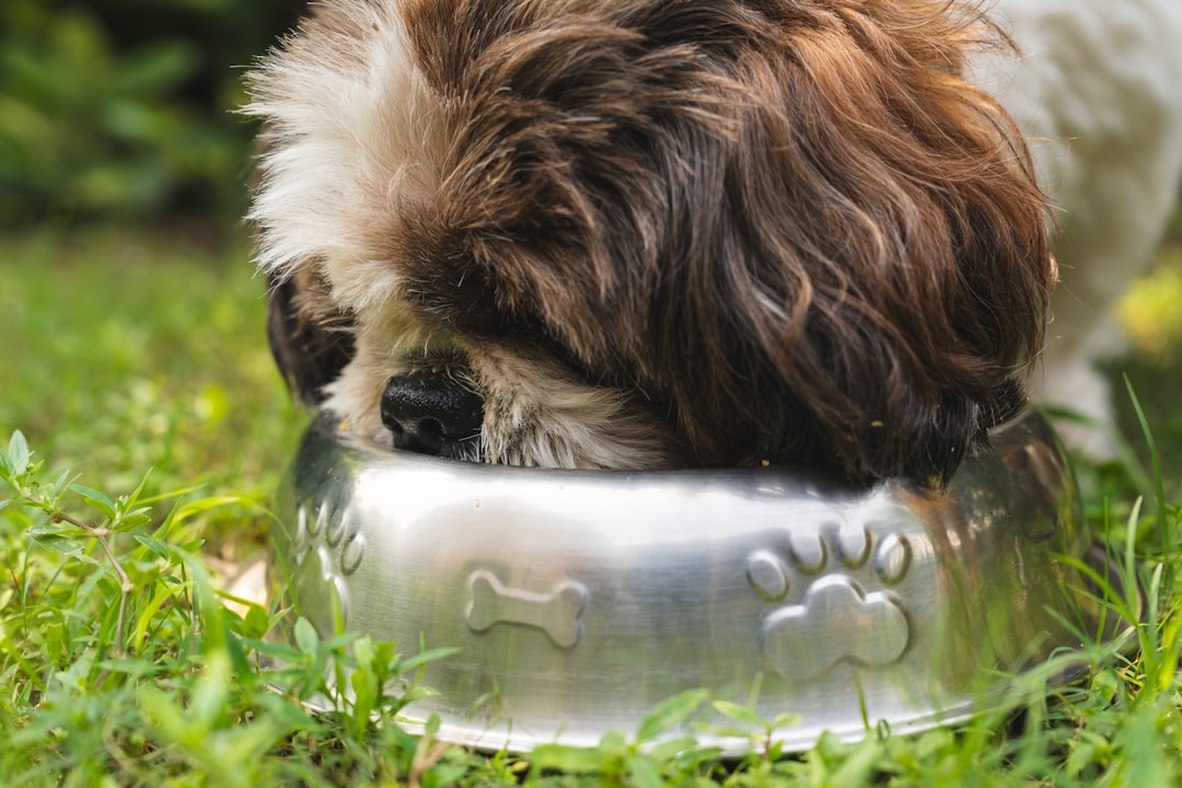 Is Grain-Free Dog Food Safe? What the Science Says