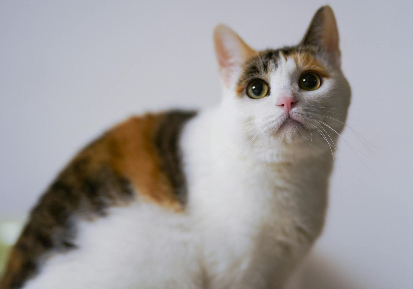 Lightest GPS Trackers for Cats: Small, Safe, and Accurate