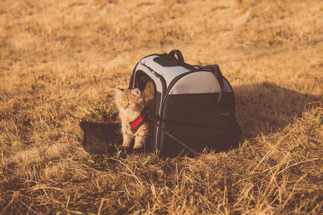 How Do I Stop My Cat From Freaking Out In The Carrier?