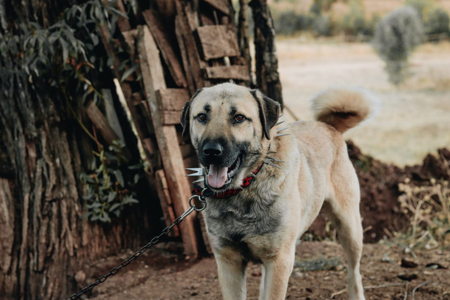 Do Anti-Bark Collars Work? Lucy Hartwell’s 2026 Honest Assessment