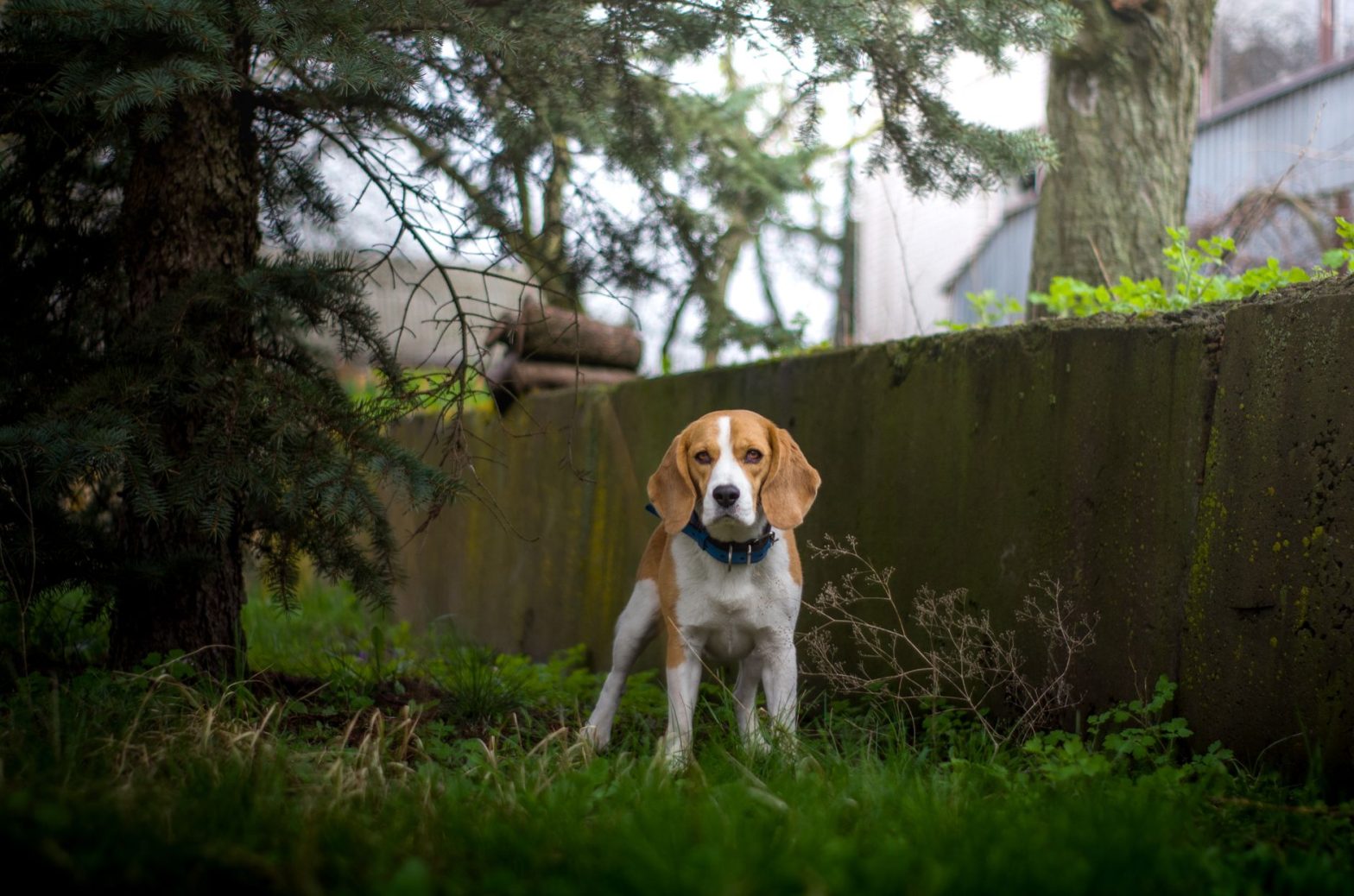 Best Anti-Bark Collars of 2026: Do They Actually Stop Barking?