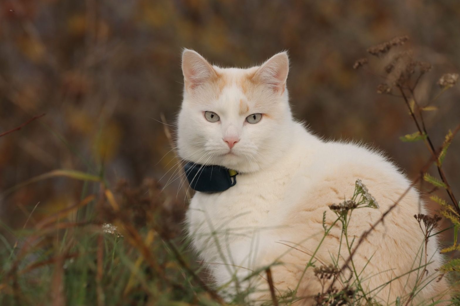 Best Cat GPS Trackers for 2026: A Trainer's Guide to Keeping Tabs on Your Cat