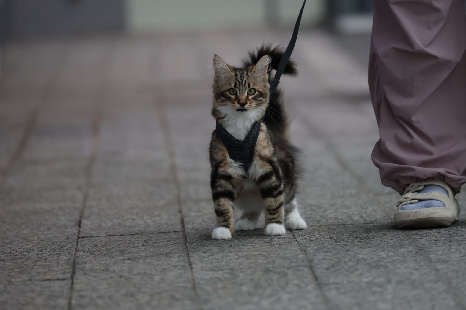 Best Cat Harnesses in 2026: Choosing a Safe, Escape-Proof Fit