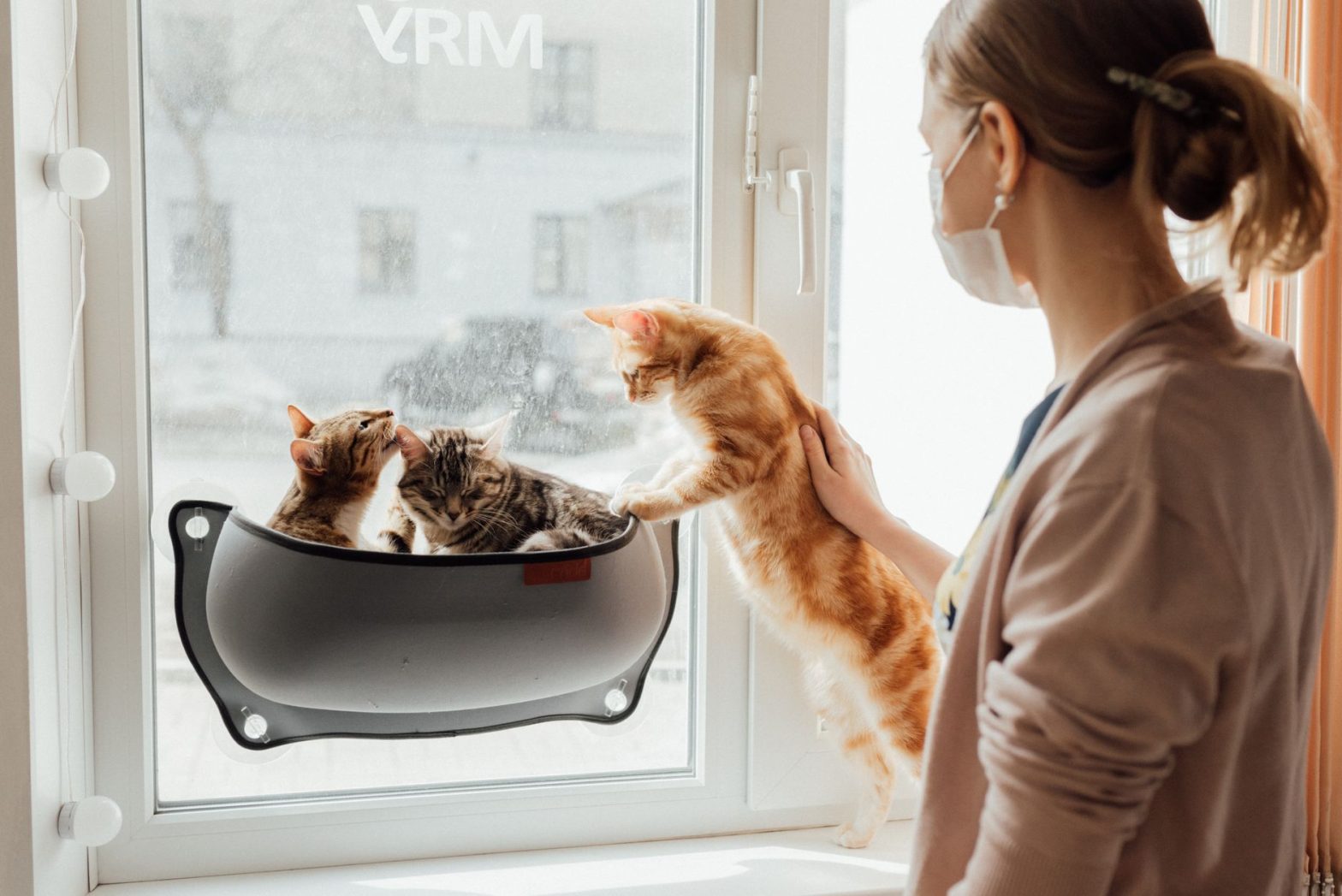 Best Cat Safety Gear for 2026: Lucy's Essential Picks