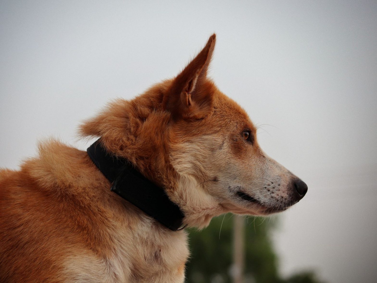 Dog Collars: A 2026 Guide to Choosing the Right Style and Fit