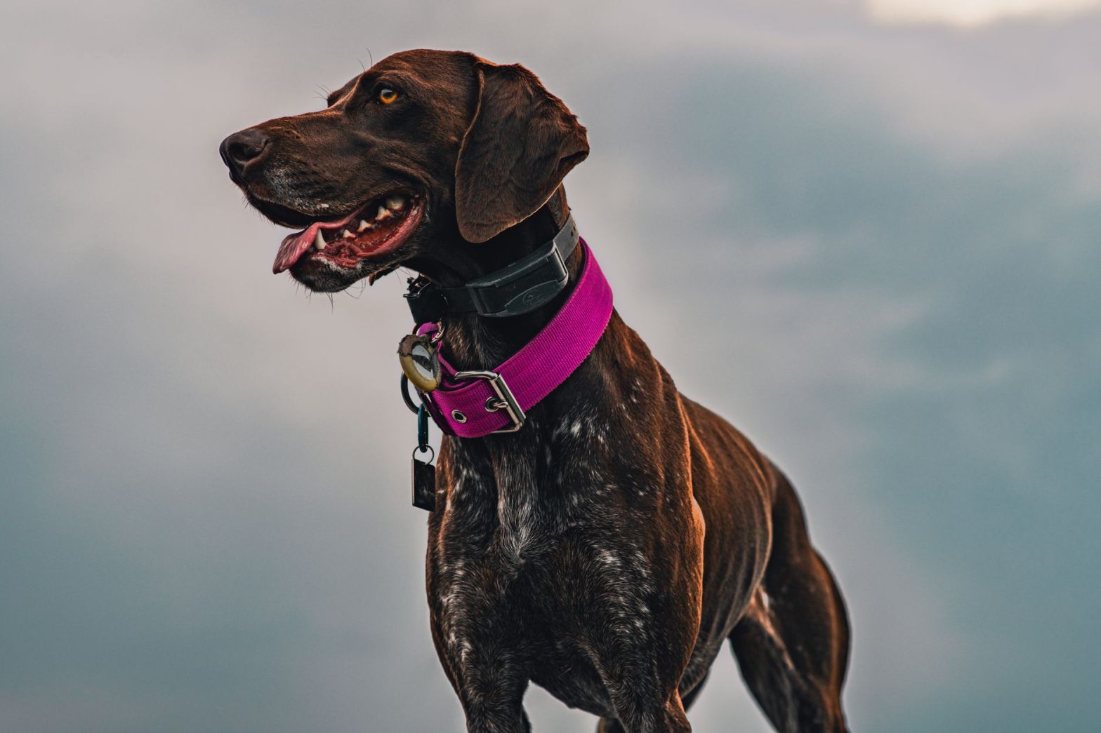 Best Dog GPS Trackers for 2026: Lucy’s Tested Picks