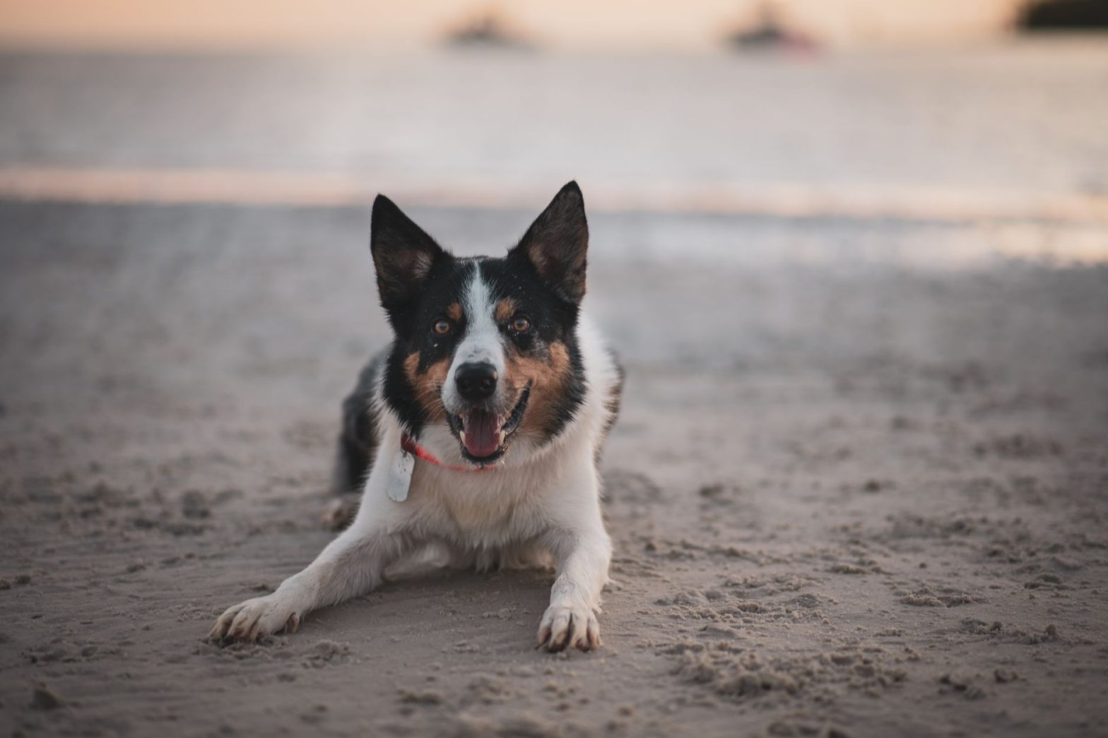 Dog GPS Trackers: How Do They Actually Work in 2026?