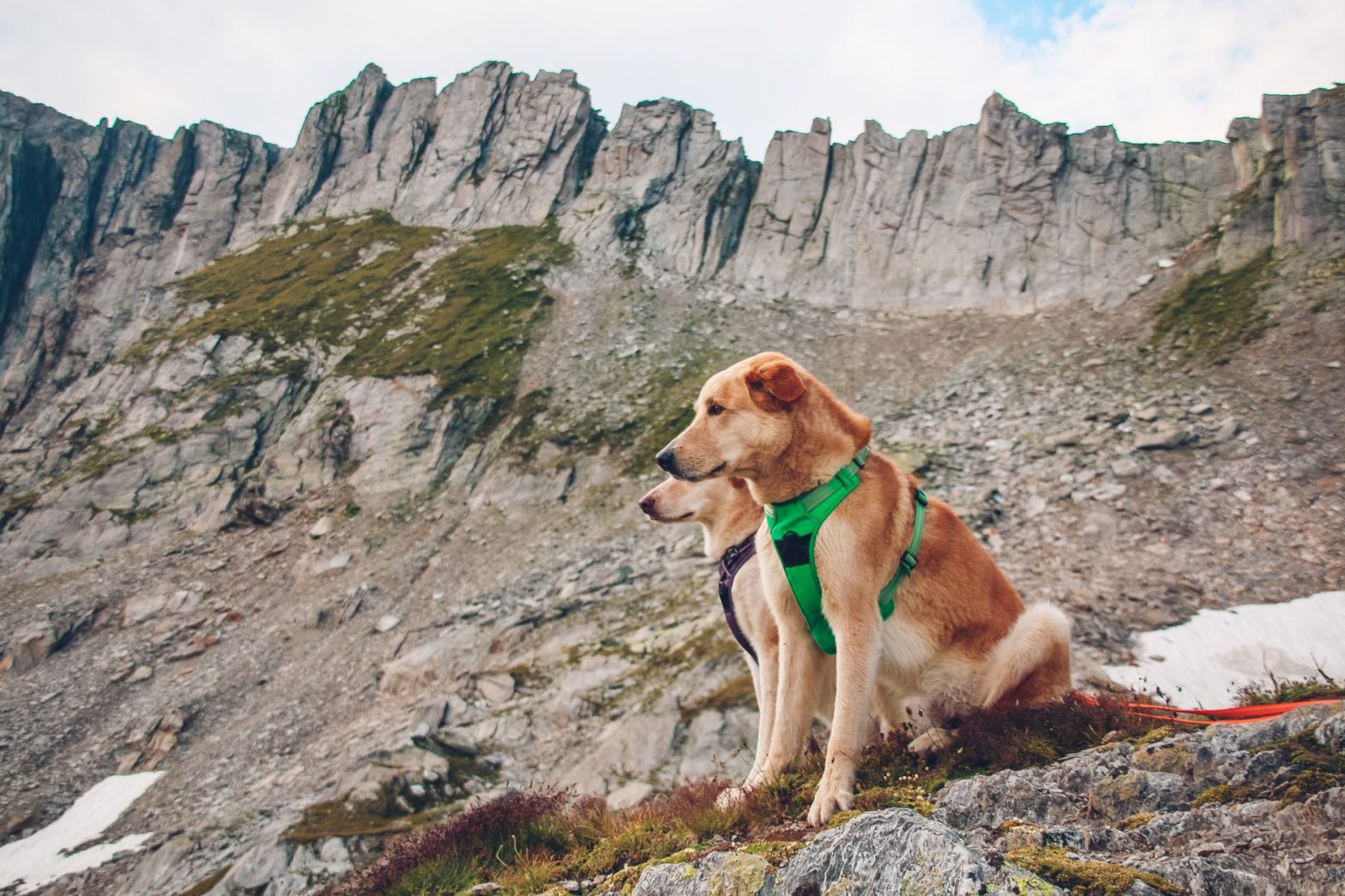 Best Dog Harnesses 2026: Lucy's Top Tested Picks