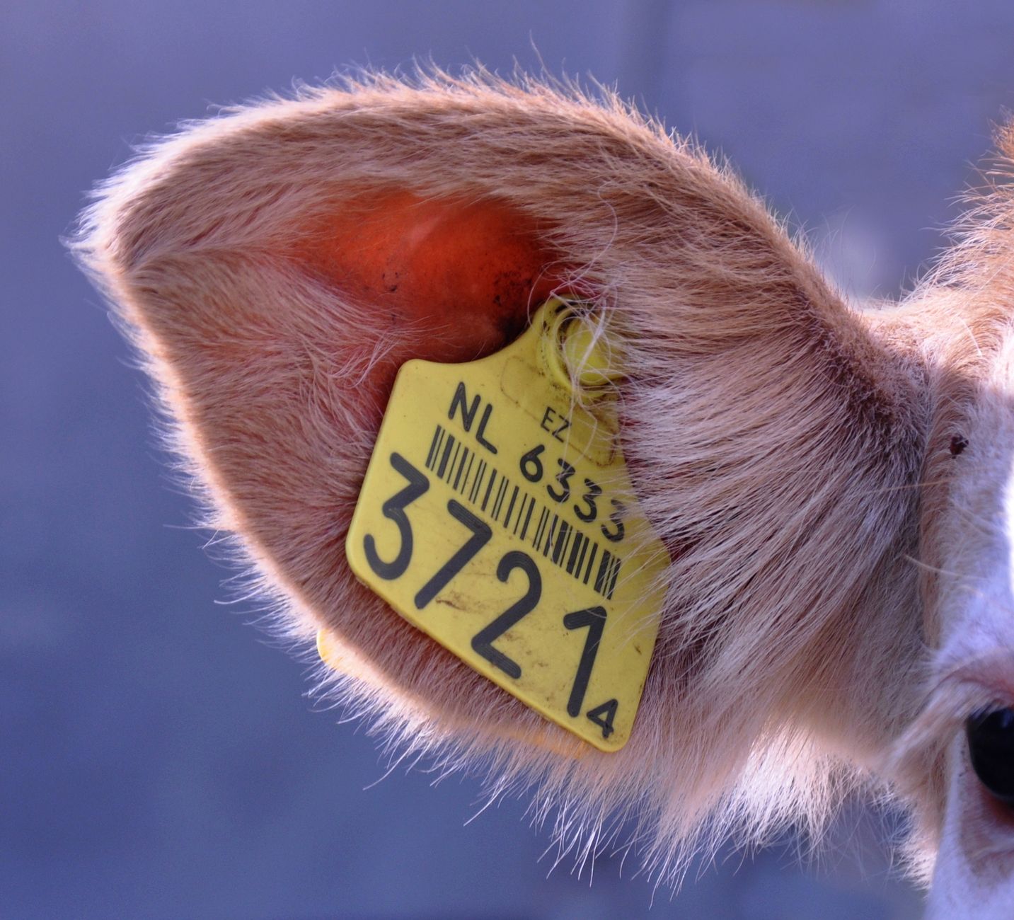 Best ID Tags for Dogs: 2026 Safety Picks