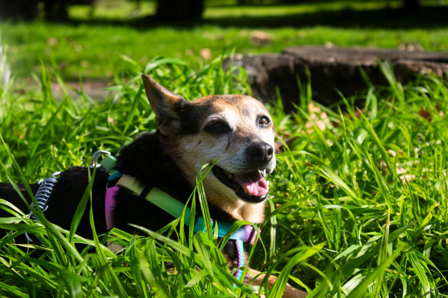 Best Dog Leads in 2026: Lucy's Tested Picks for Every Walker