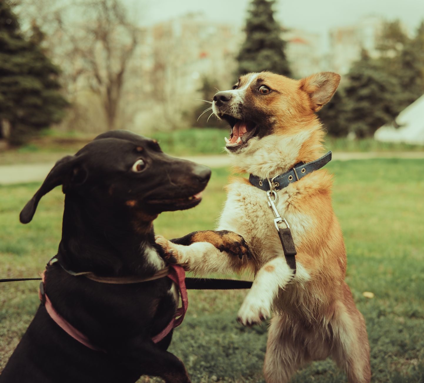 Best Dog Leads for 2026: Choosing the Right Leash for Your Dog