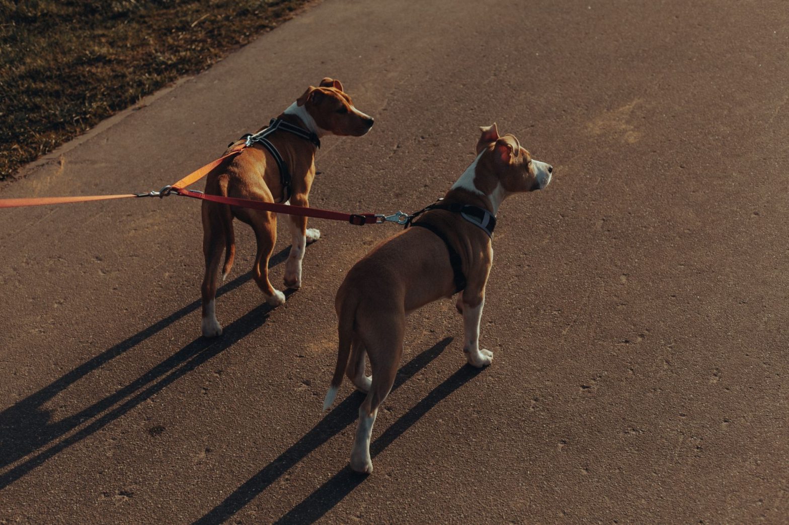Best Dog Leashes in 2026: Lucy's Tested Picks for Every Dog