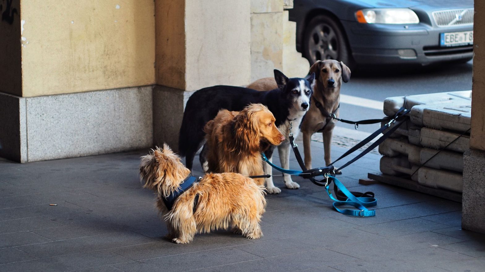 Best Dog Leashes for 2026: Lucy's Expert Guide