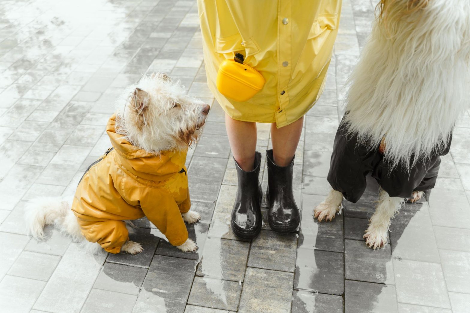 Best Dog Safety Gear: Lucy's Tested Picks for 2026