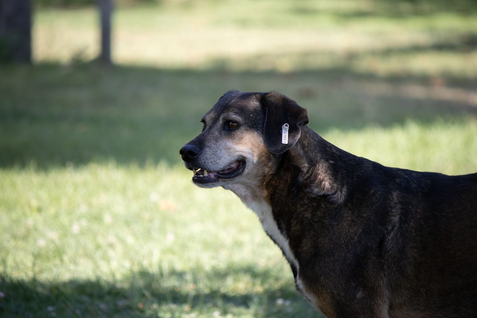 Best Pet ID Tags for 2026: What Actually Keeps Your Dog Safe