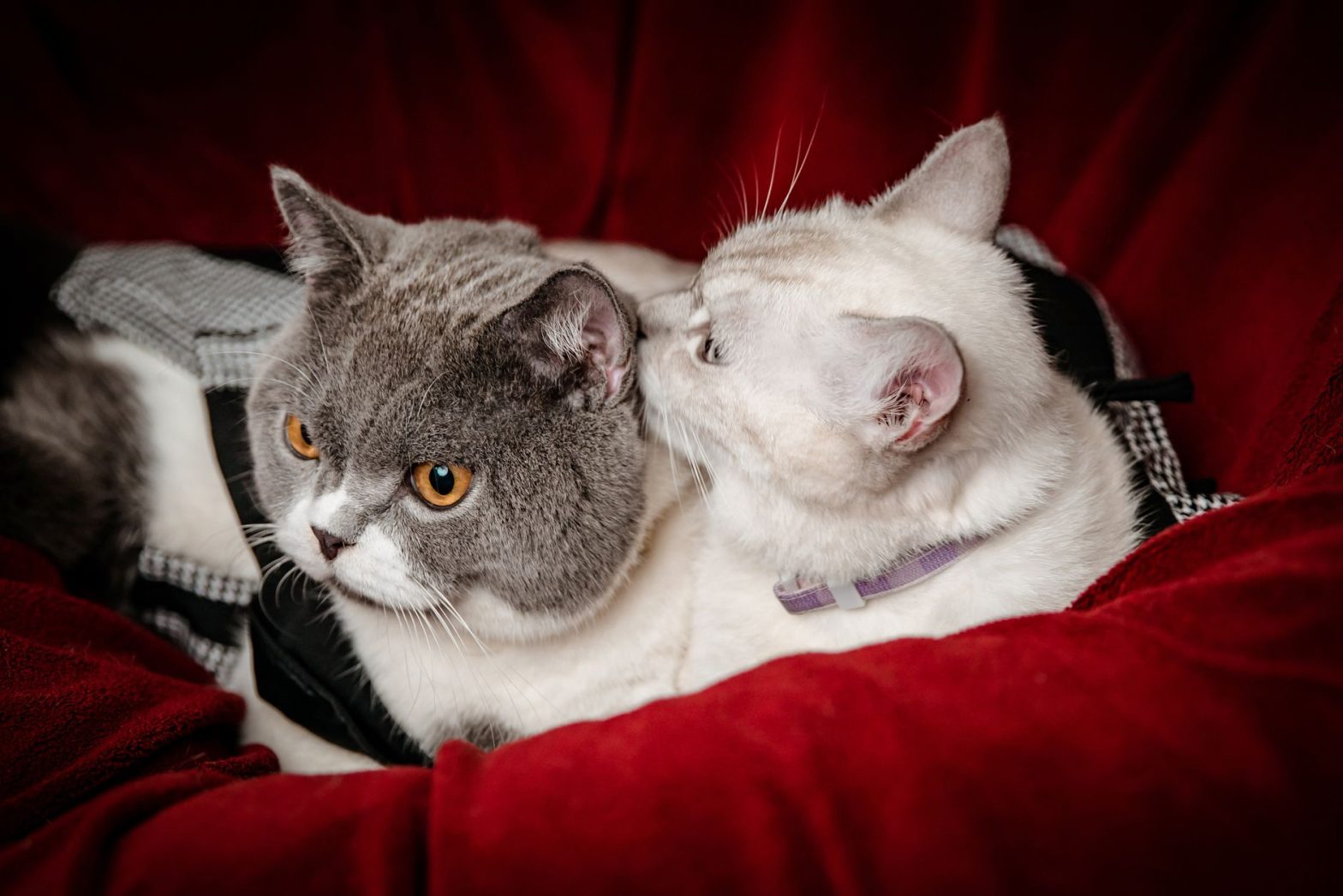Cat Collars: Are They Actually Safe for Your Cat in 2026?