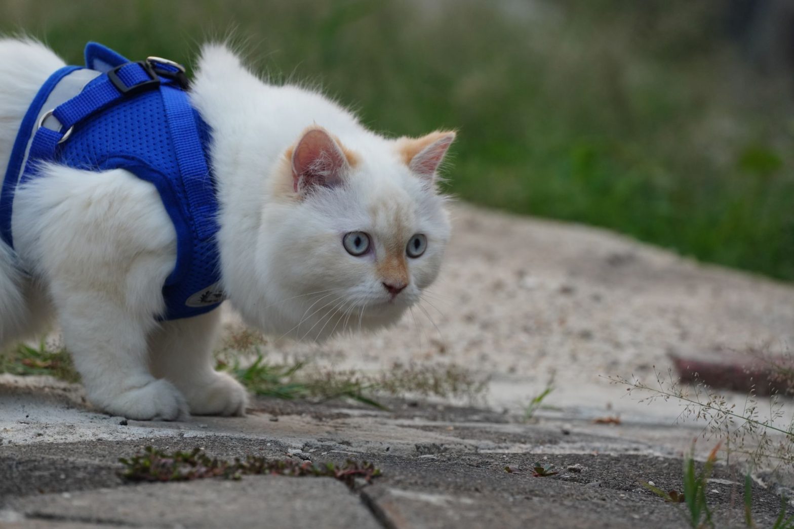 Cat Safety Gear: What Every Outdoor-Curious Cat Owner Needs in 2026