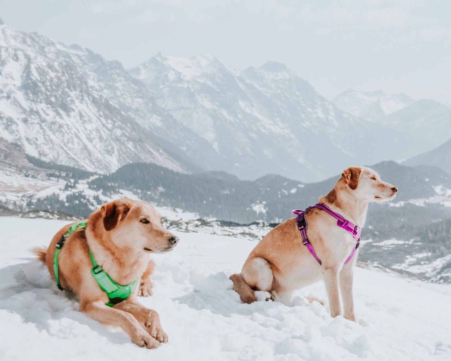 Dog Harnesses: Lucy's Guide to Choosing the Right One for Your Dog's Behavior