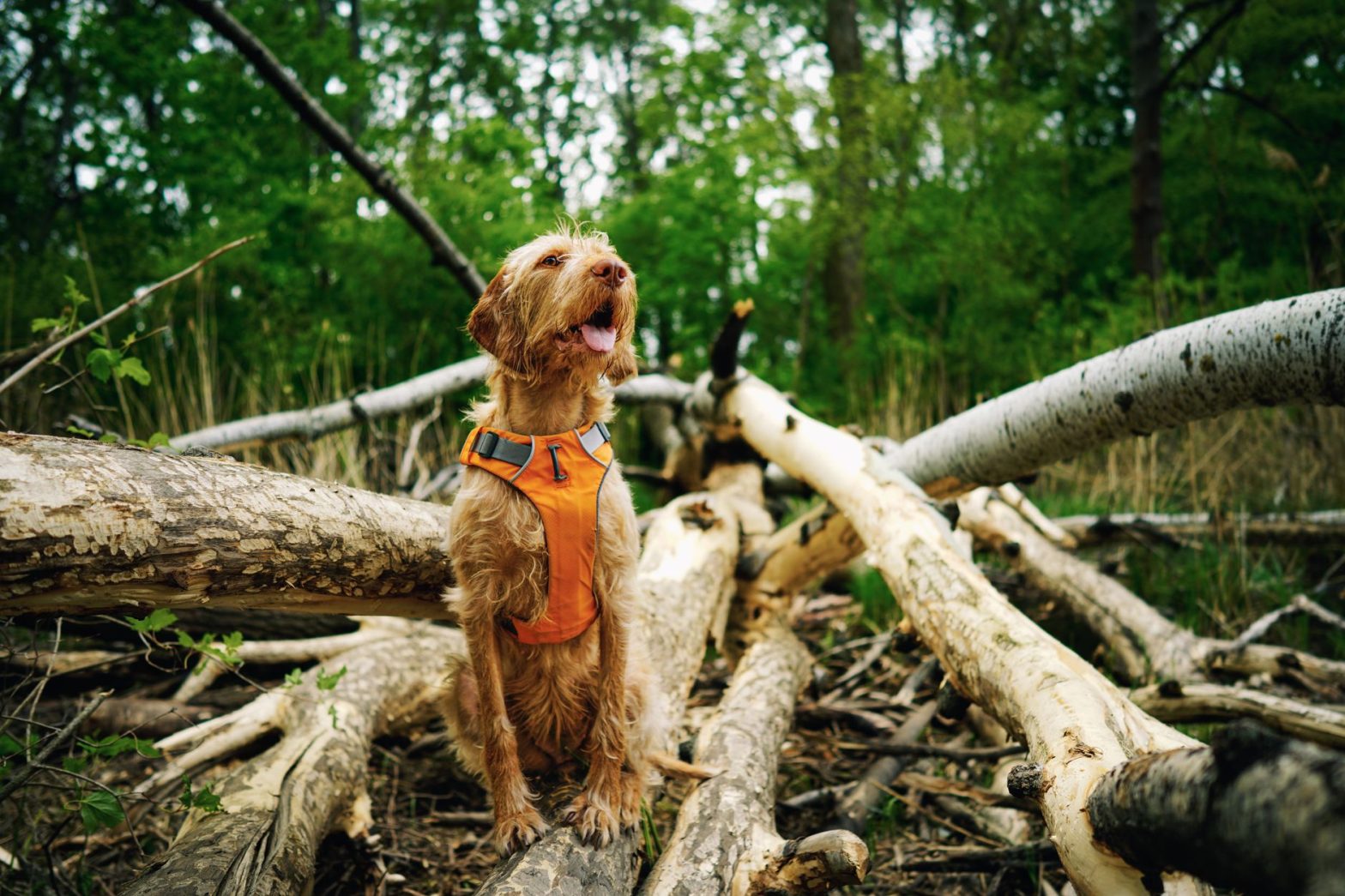 Dog Safety Gear: What Accessories Do You Actually Need in 2026?