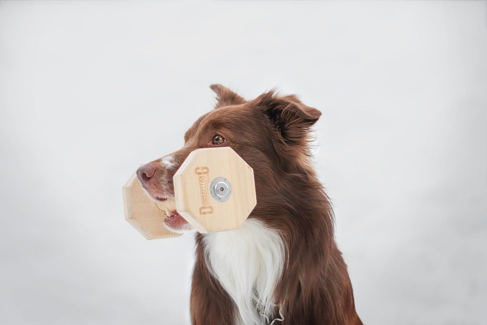 Essential Dog Training Tools: Lucy Hartwell’s 2026 Must-Haves