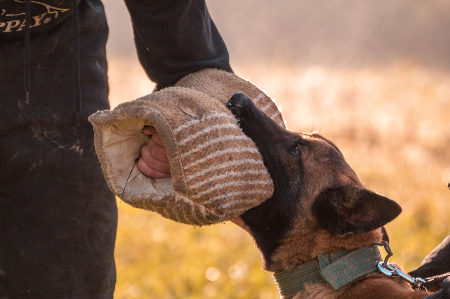 Dog Training Tools Guide 2026: What Actually Works for Your Dog