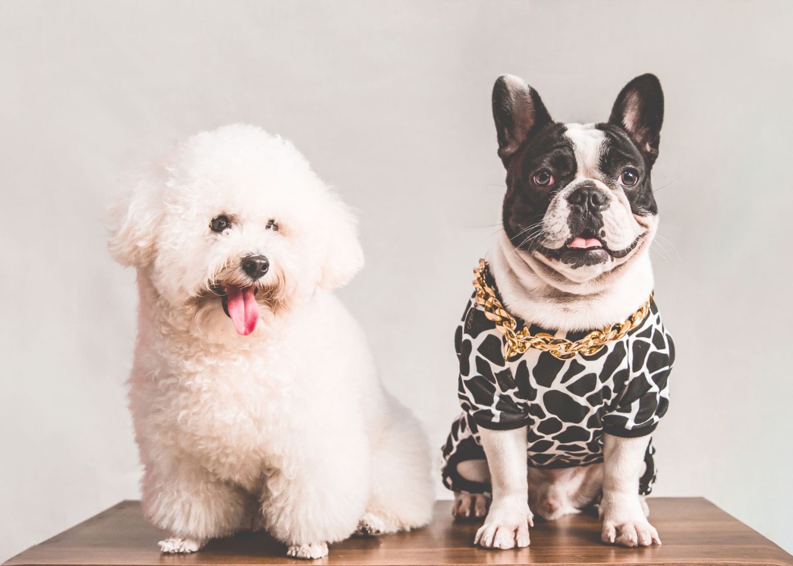 Essential Pet Accessories: A Trainer's Guide to What Your Dog and Cat Actually Need in 2026