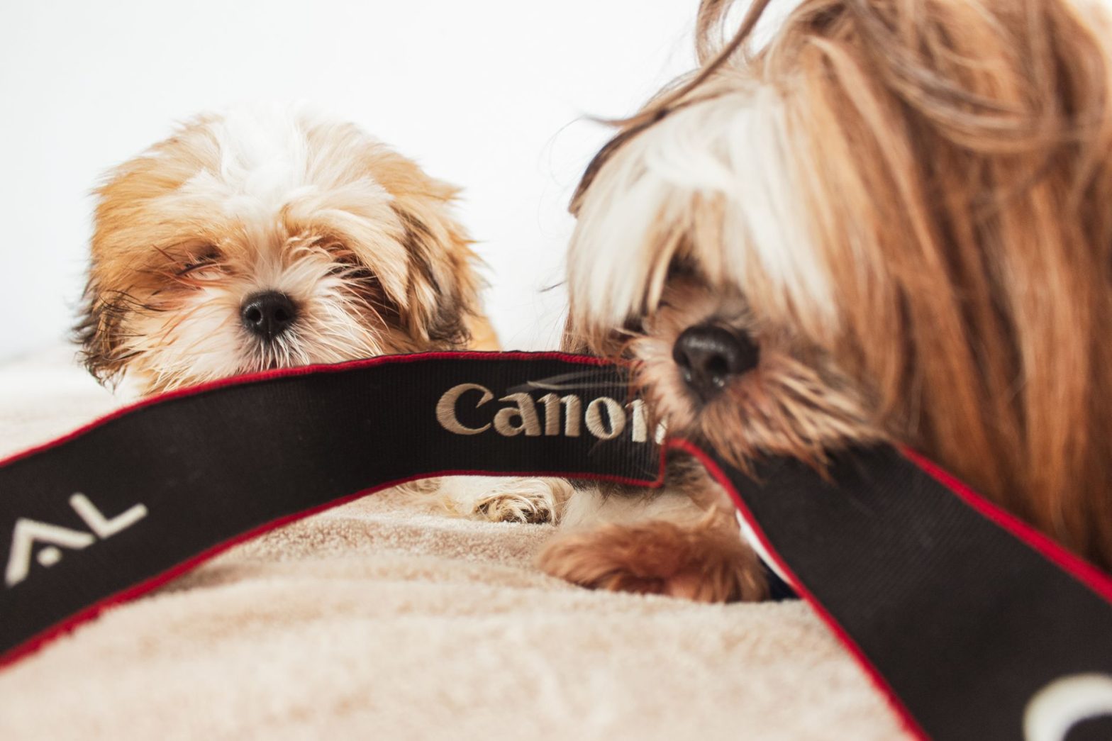 Pet Cameras: Lucy's Tested Guide to Monitoring Your Dog or Cat