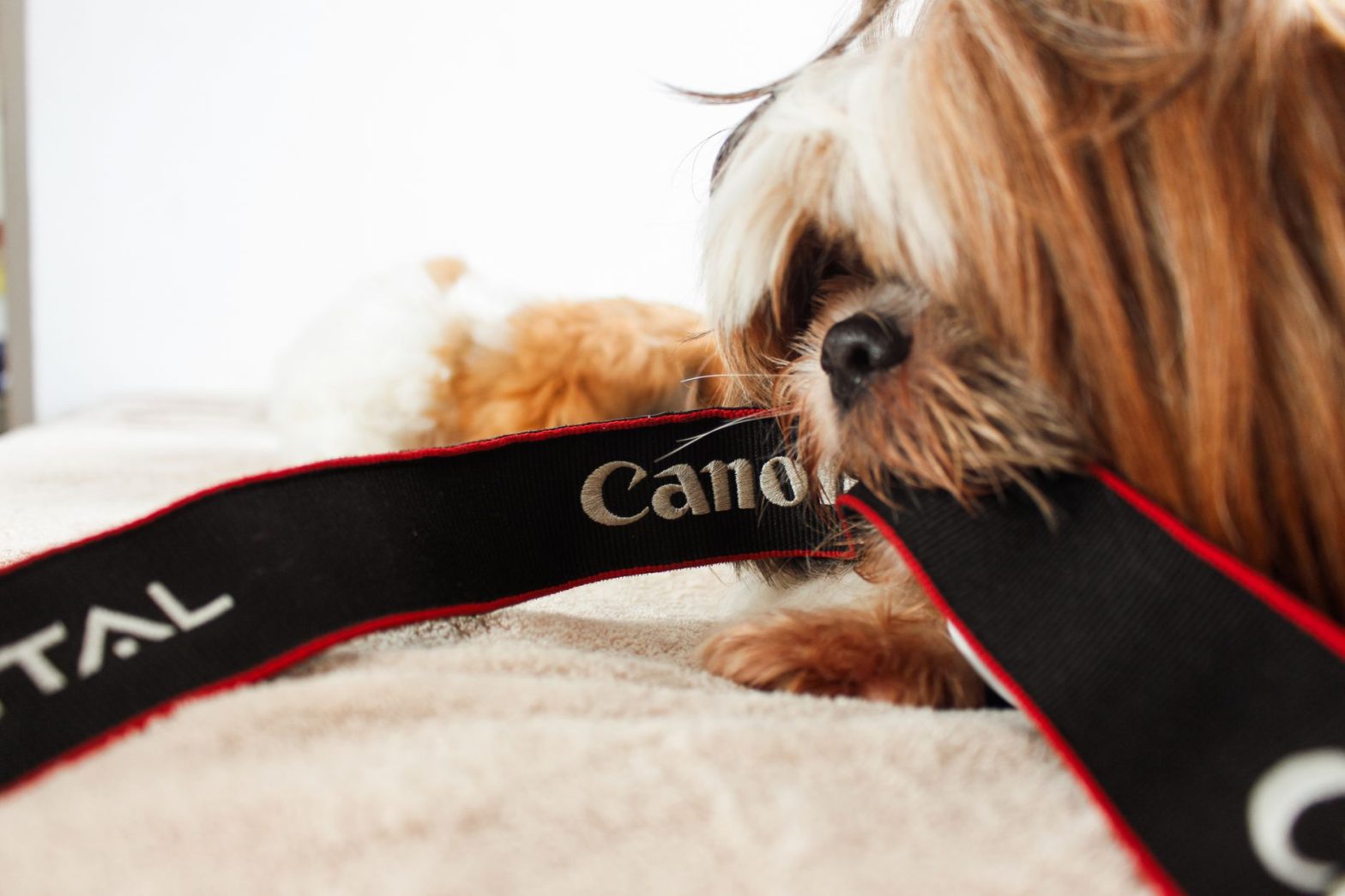 Pet Cameras Guide 2026: What Actually Helps You Watch Your Dog?