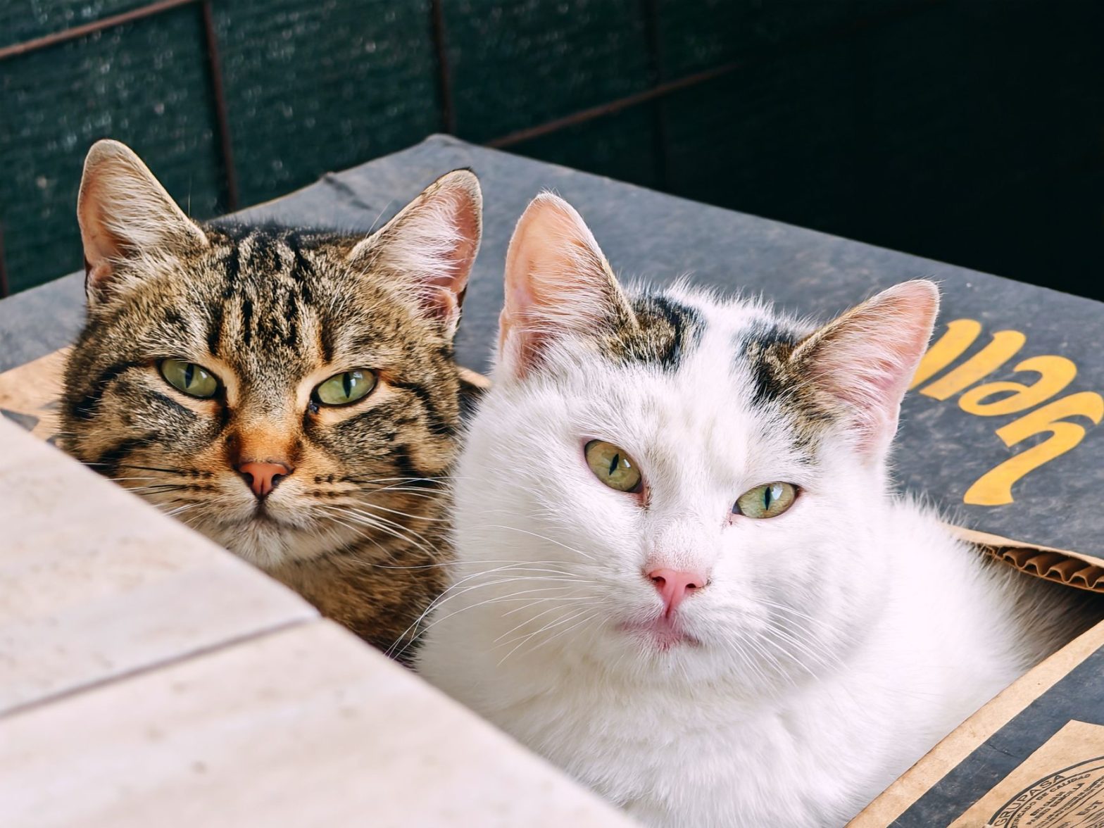 Best Cat Litter Boxes for 2026: Expert Guide to Keeping Cats Happy